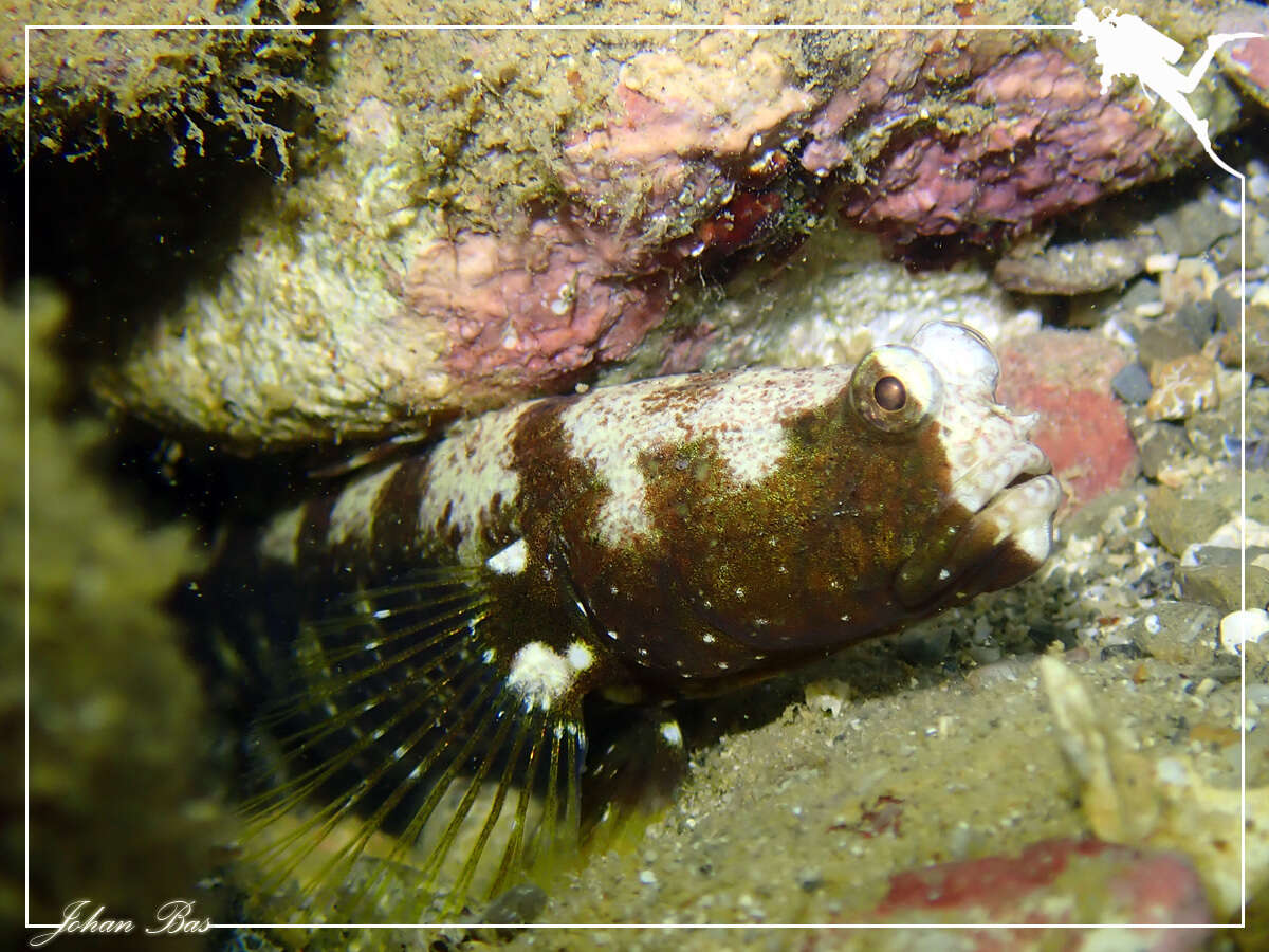 Image of Prawn-goby prawngoby shrimp-goby