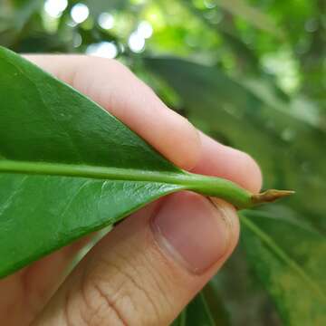 Image of Litsea accedens (Bl.) Boerl.