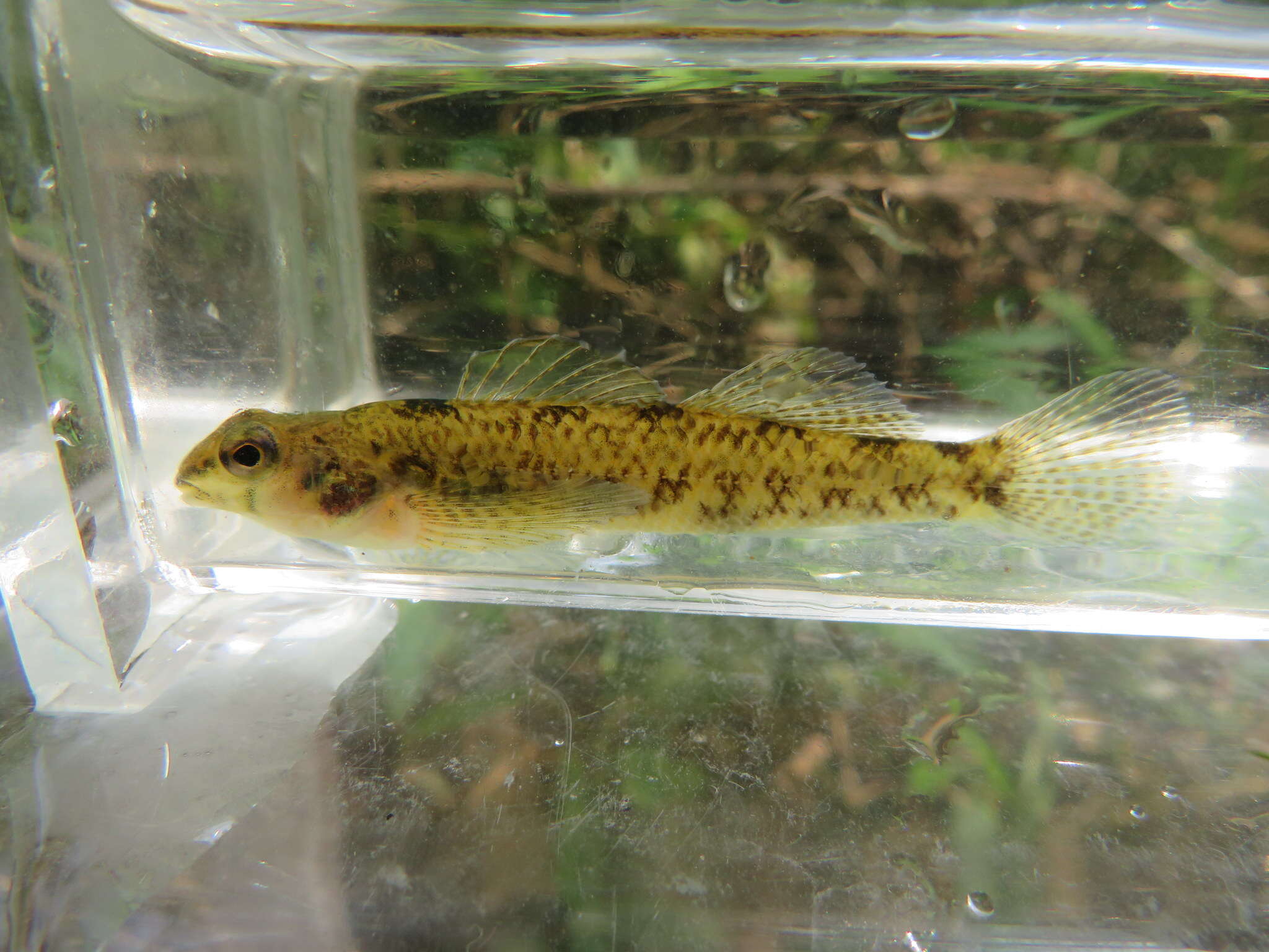 Слика од Etheostoma olmstedi Storer 1842