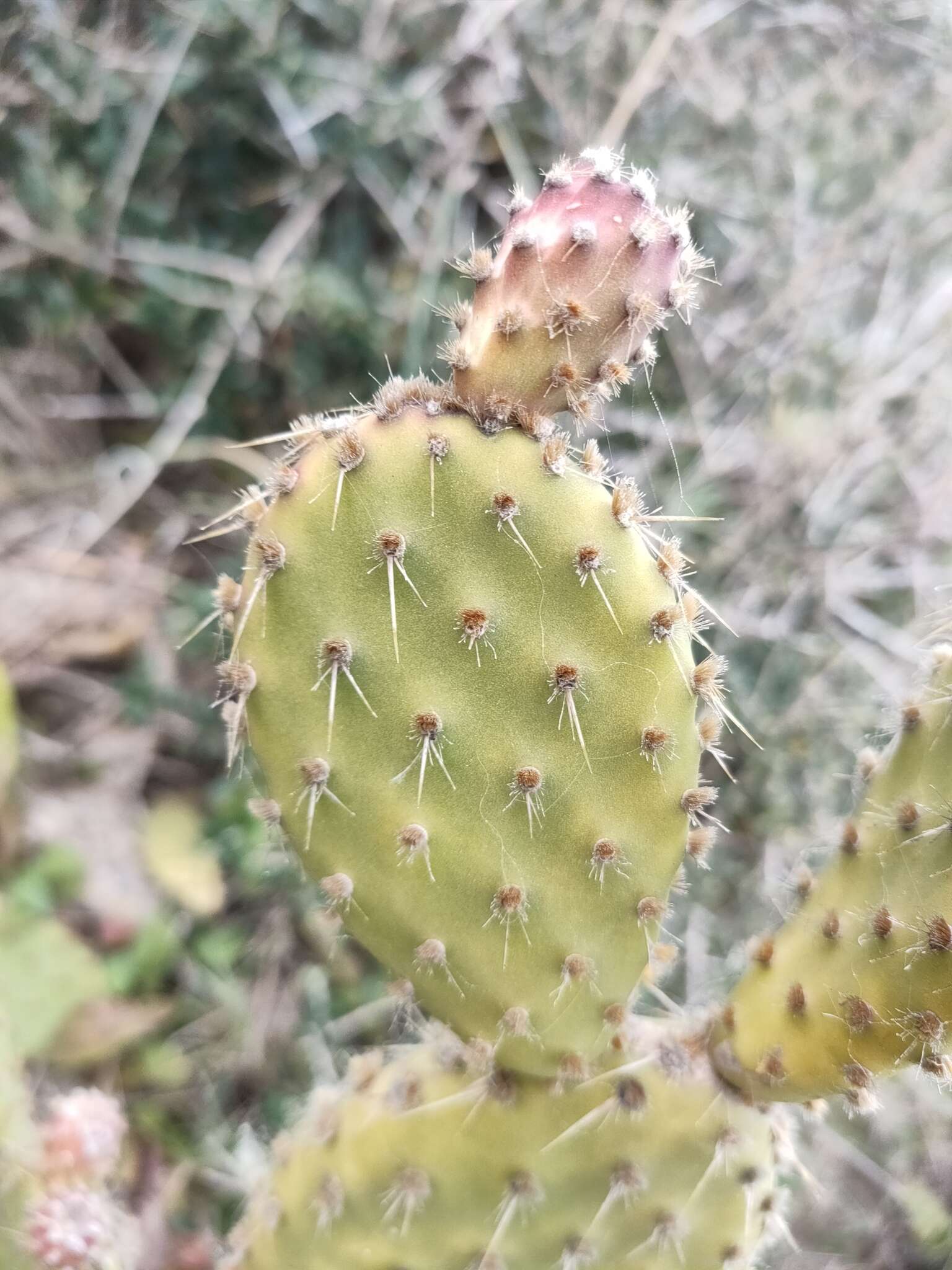 Image of Opuntia puberula Pfeiff.