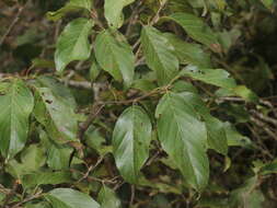 Image of Formosan alder