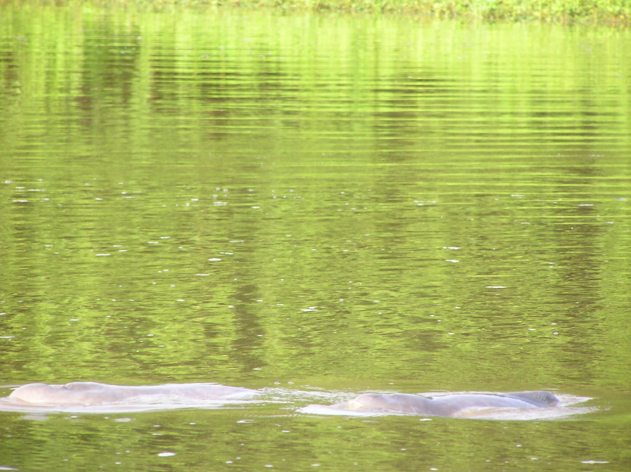 Image of Bolivian river dolphin