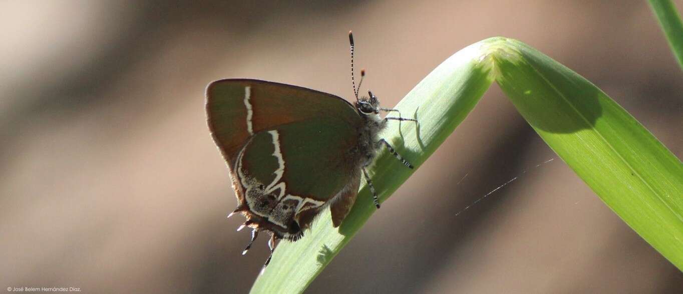 Image of Xami Hairstreak