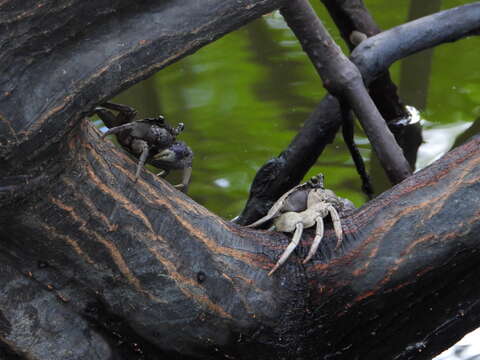 Image of Violet Tree-climbing Crab