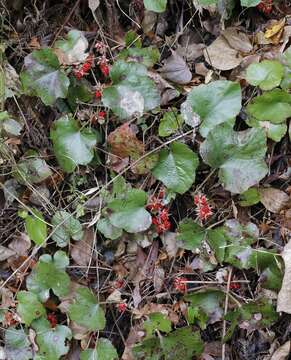 Image de Rubus buergeri Miq.