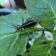 Image of Margined Blister Beetle