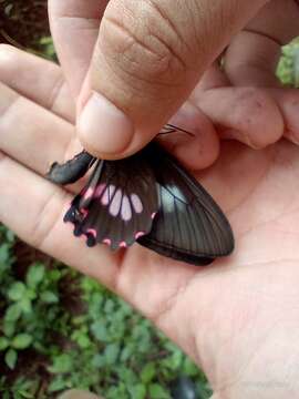 Image of Parides neophilus (Geyer 1837)