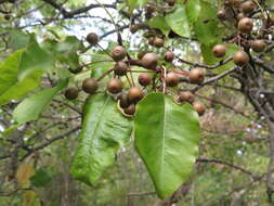 Image of Bradford Pear