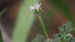 Imagem de Nemophila pedunculata Dougl. ex Benth.