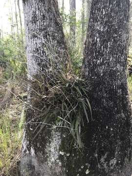 Слика од Encyclia tampensis (Lindl.) Small