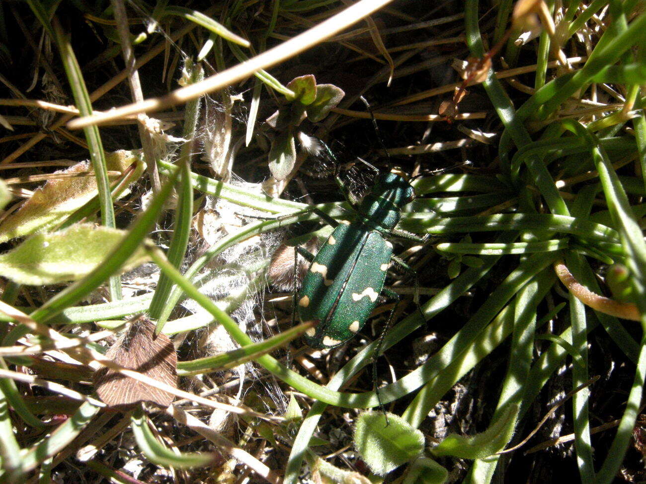 Image of Cicindela (Cicindela) gallica Brullé 1834