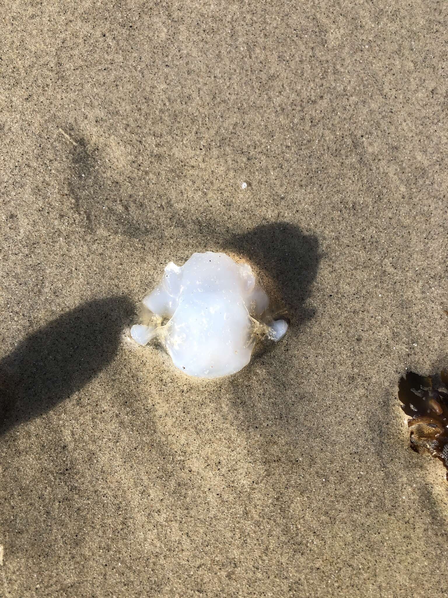 Image of barrel jellyfish