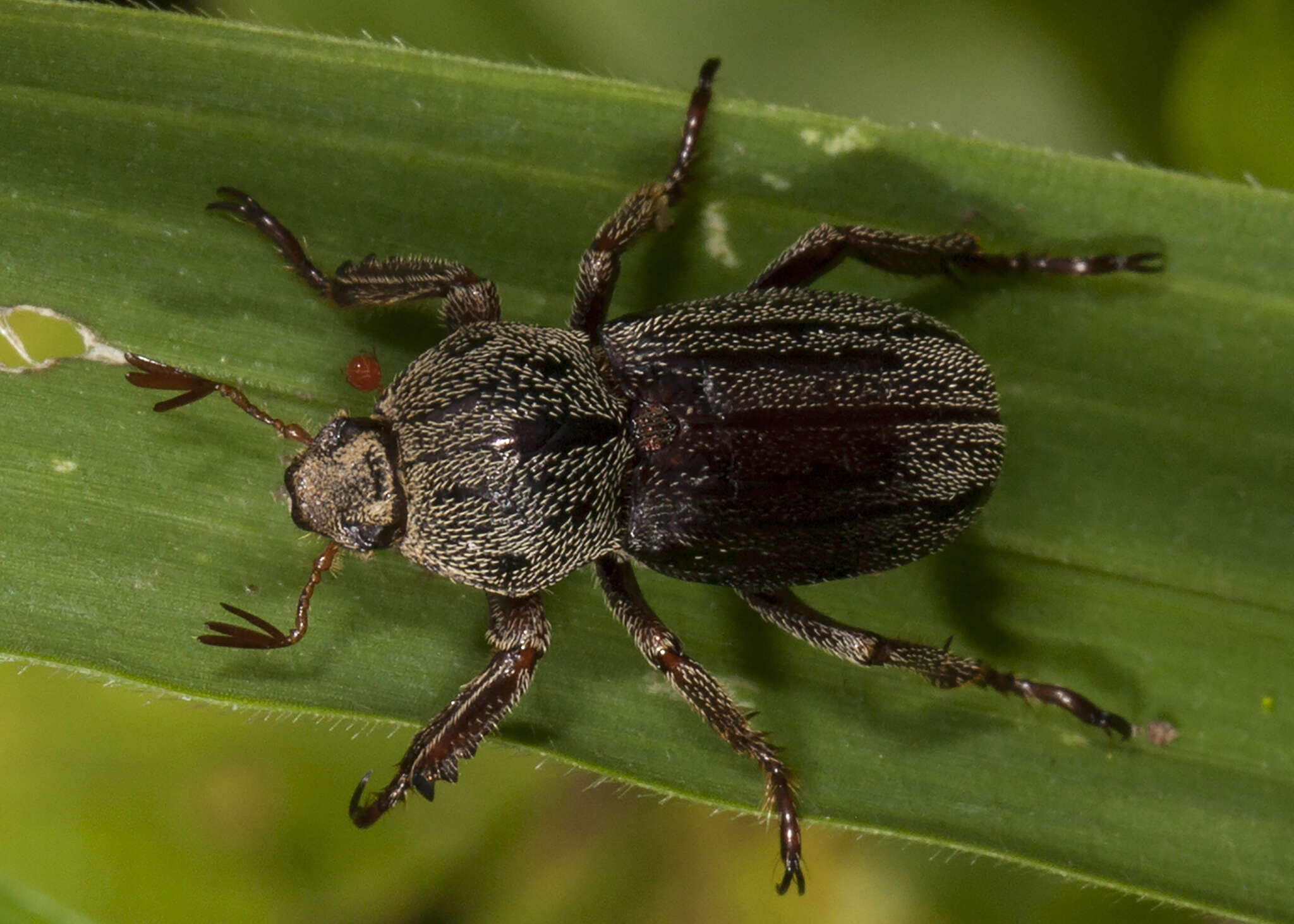 Image de Faula centralis Sharp 1877