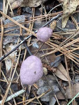 Imagem de Gymnopus iocephalus (Berk. & M. A. Curtis) Halling 1997