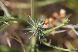 Eryngium vesiculosum Labill. resmi