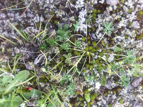 Image of New Zealand geranium