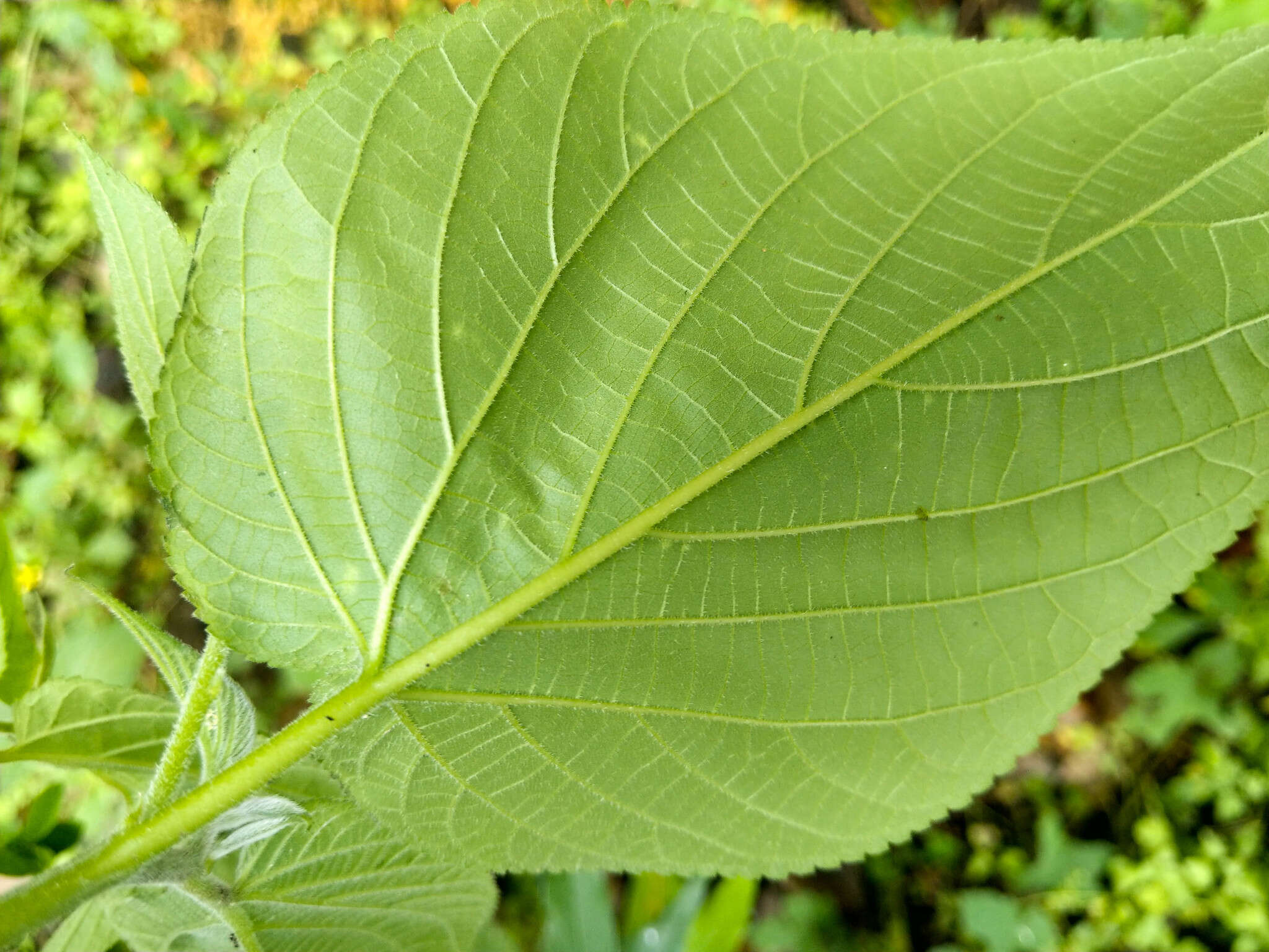 Image of peach-leaved poison bush