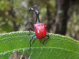 Image of Trachelophorus