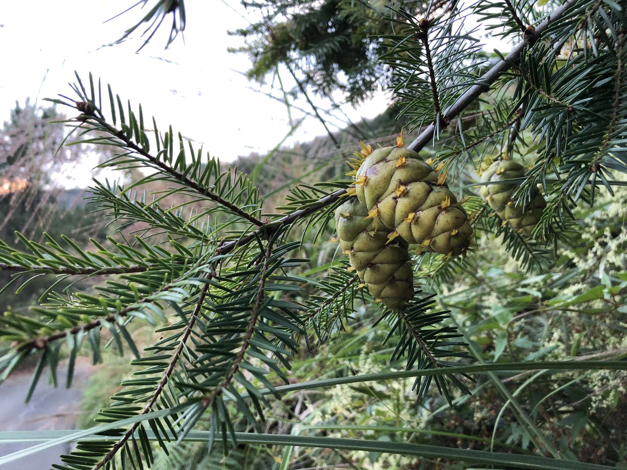Image of Chinese Douglas-fir
