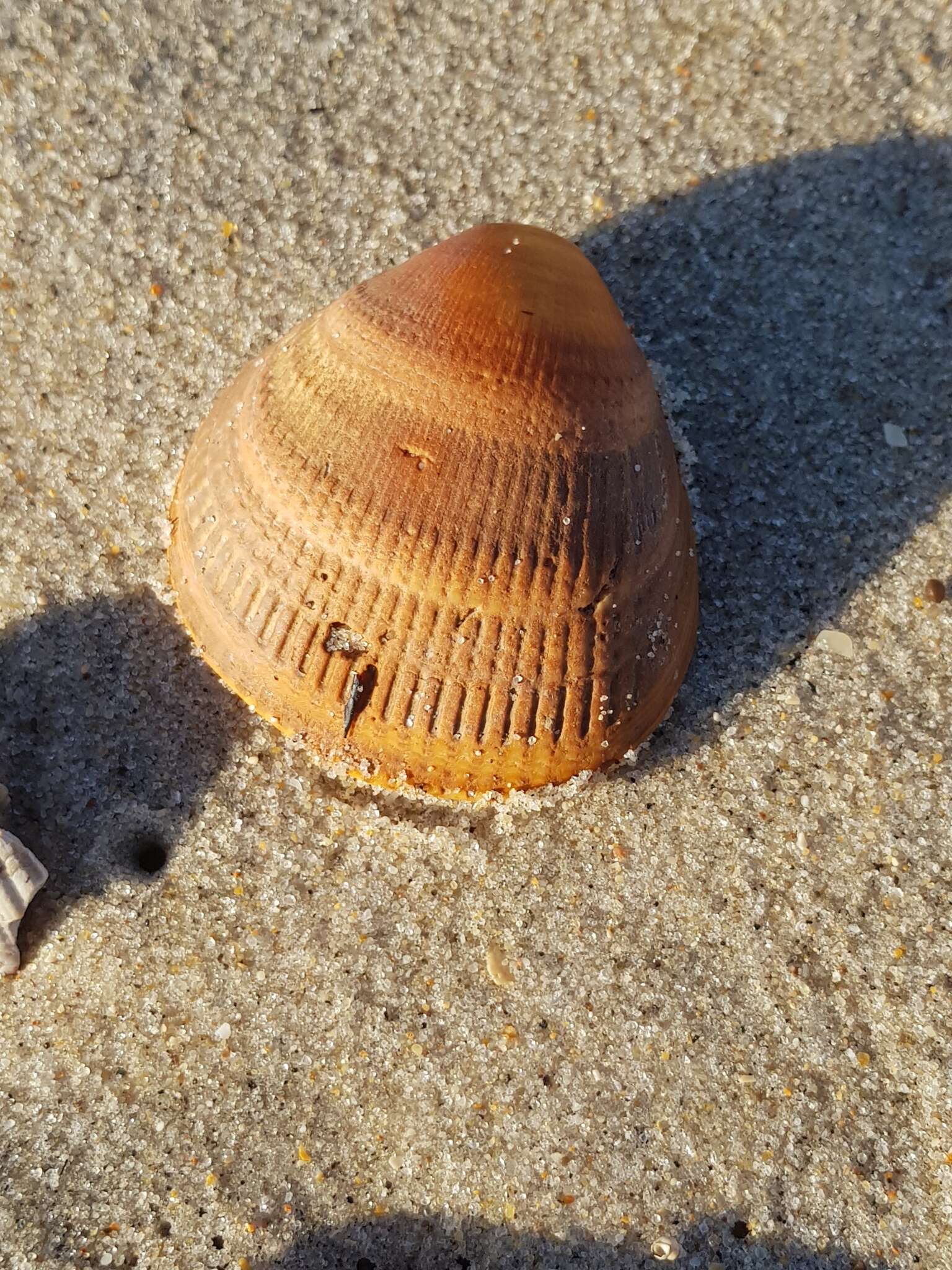 Image of Norway cockle