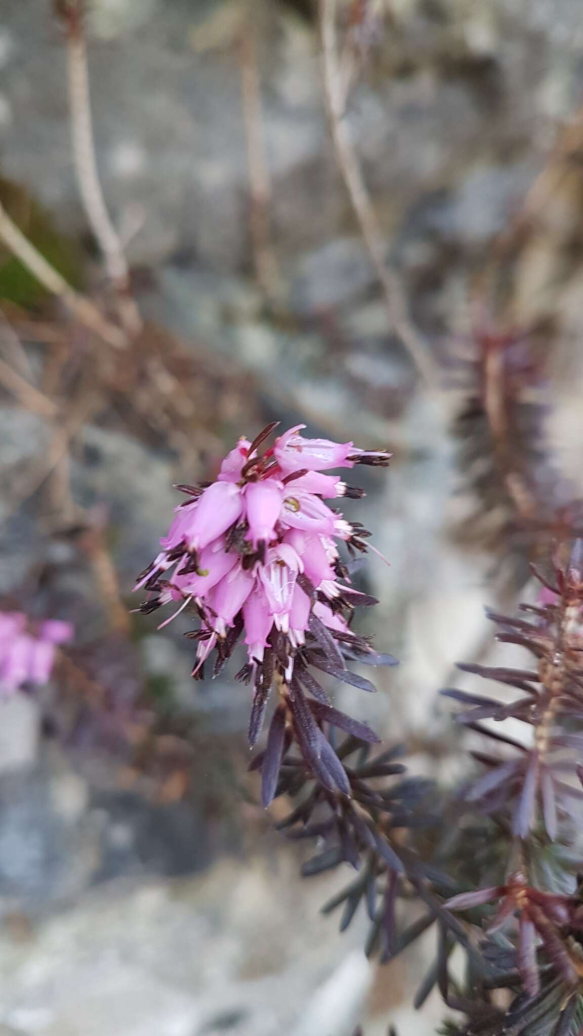 Imagem de Erica carnea L.