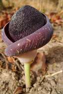 Image of Amorphophallus aphyllus (Hook.) Hutch.