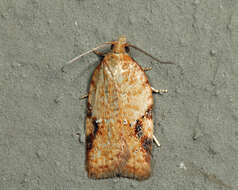 Imagem de Acleris semiannula Robinson 1869