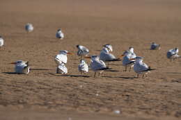 Image of West African Crested Tern