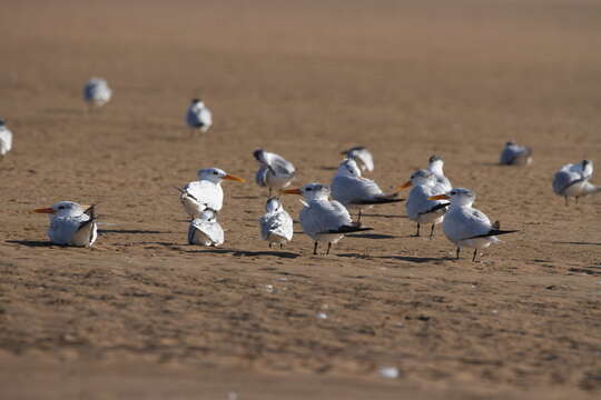 Image of West African Crested Tern