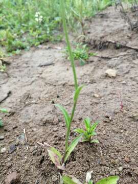 Image of Lobelia gruina Cav.