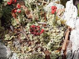 Image of cup lichen