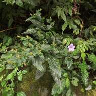 Image of Strobilanthes flexicaulis Hayata