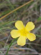 Image of Turnera guianensis Aubl.