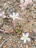 Imagem de Dudleya crassifolia Dodero & M. G. Simpson