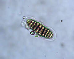 Image of Thalloloma subvelata (Stirt.) D. J. Galloway