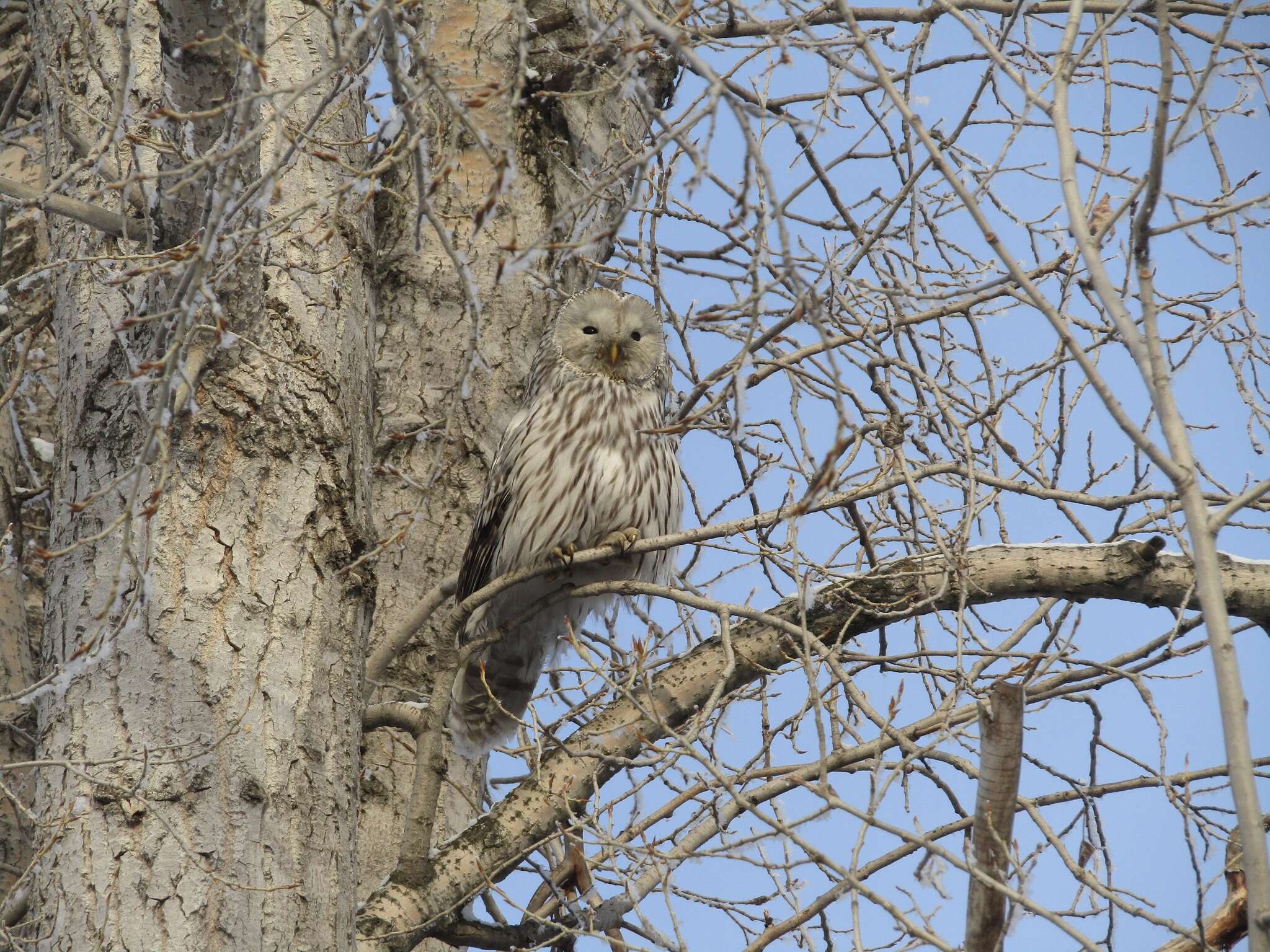 Image of Ural Owl