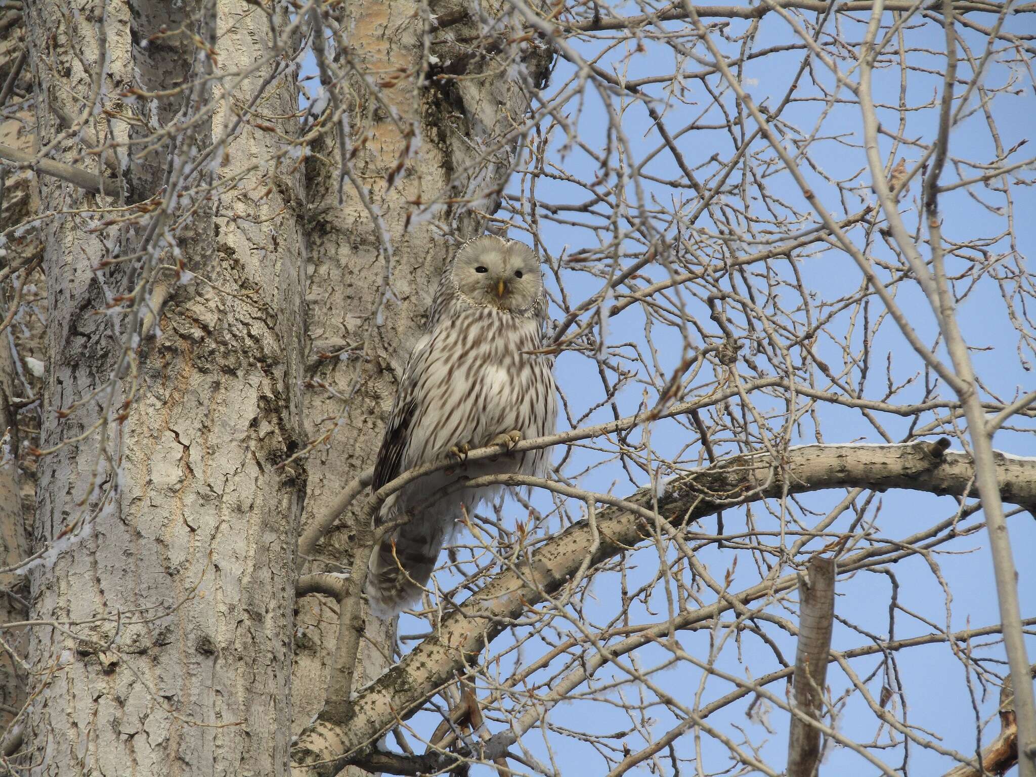 Plancia ëd Strix uralensis Pallas 1771