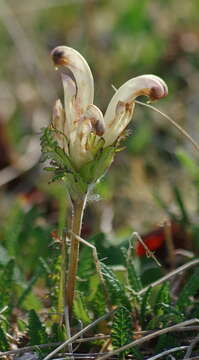 Imagem de Pedicularis capitata Adams.