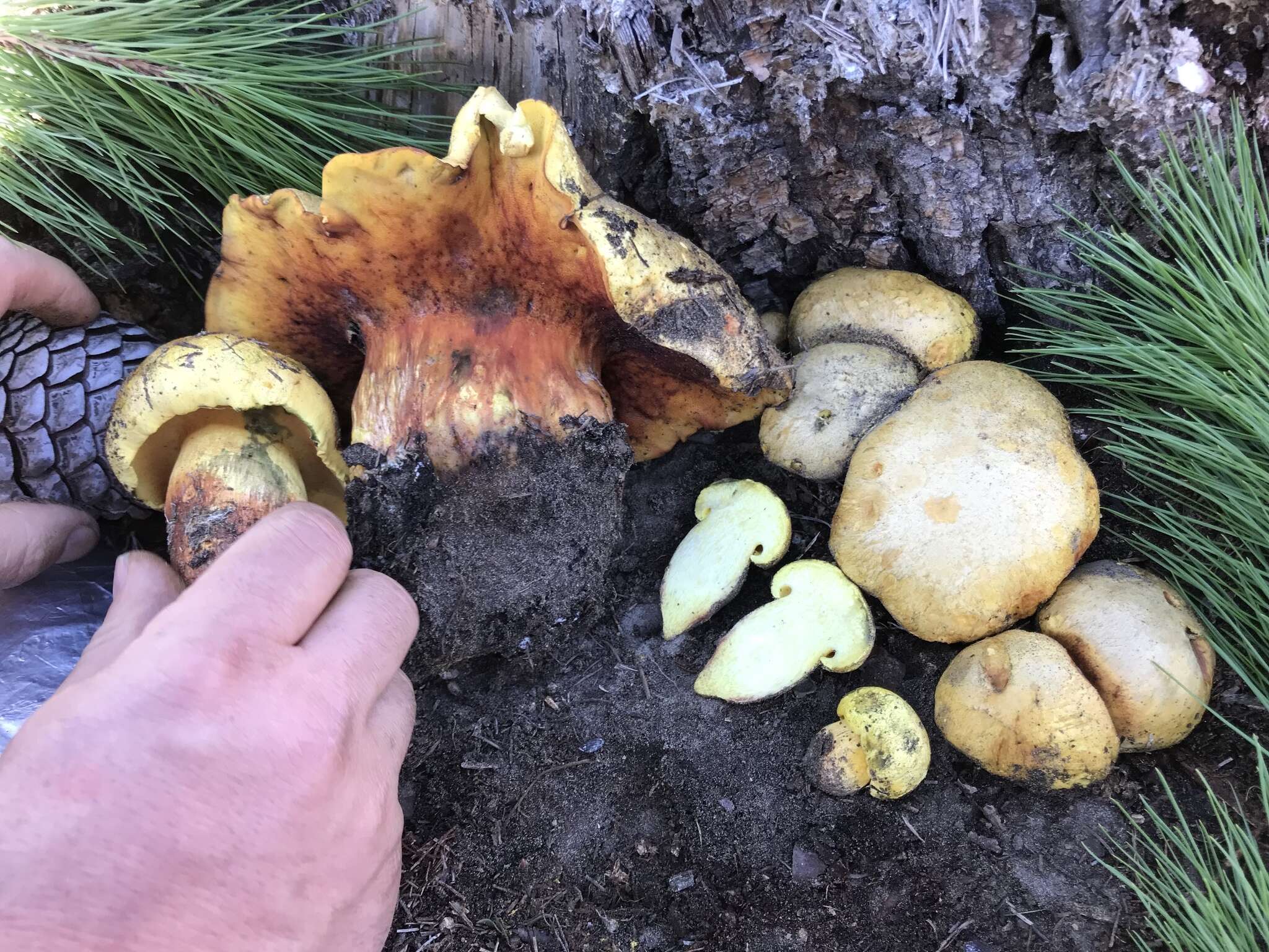 Sivun Buchwaldoboletus sphaerocephalus (Barla) Watling & T. H. Li 2004 kuva