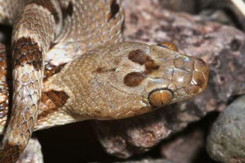 Image of Chihuahuan Desert Lyresnake