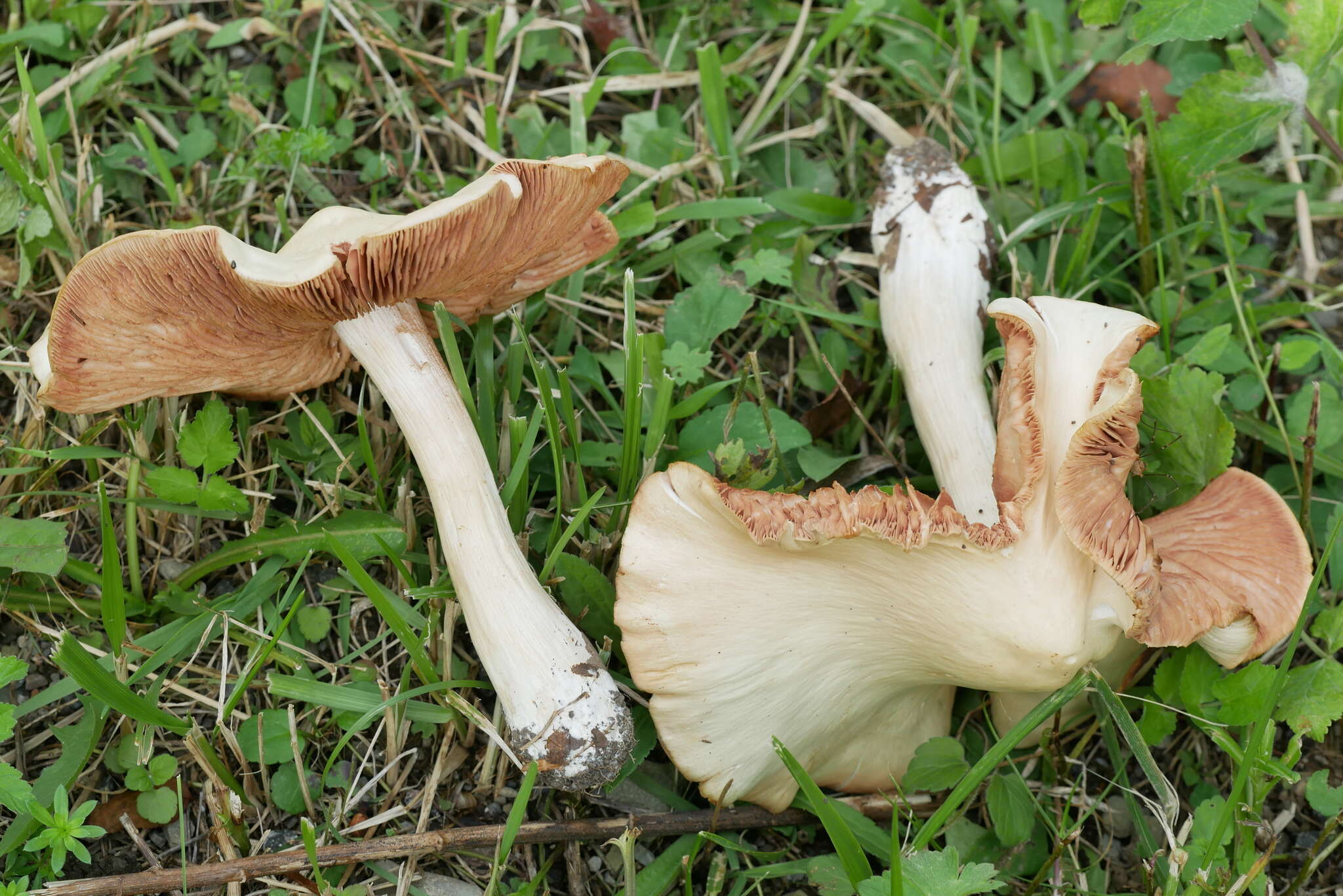 صورة Entoloma subsinuatum Murrill 1917