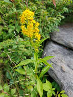 Solidago glomerata Michx. resmi