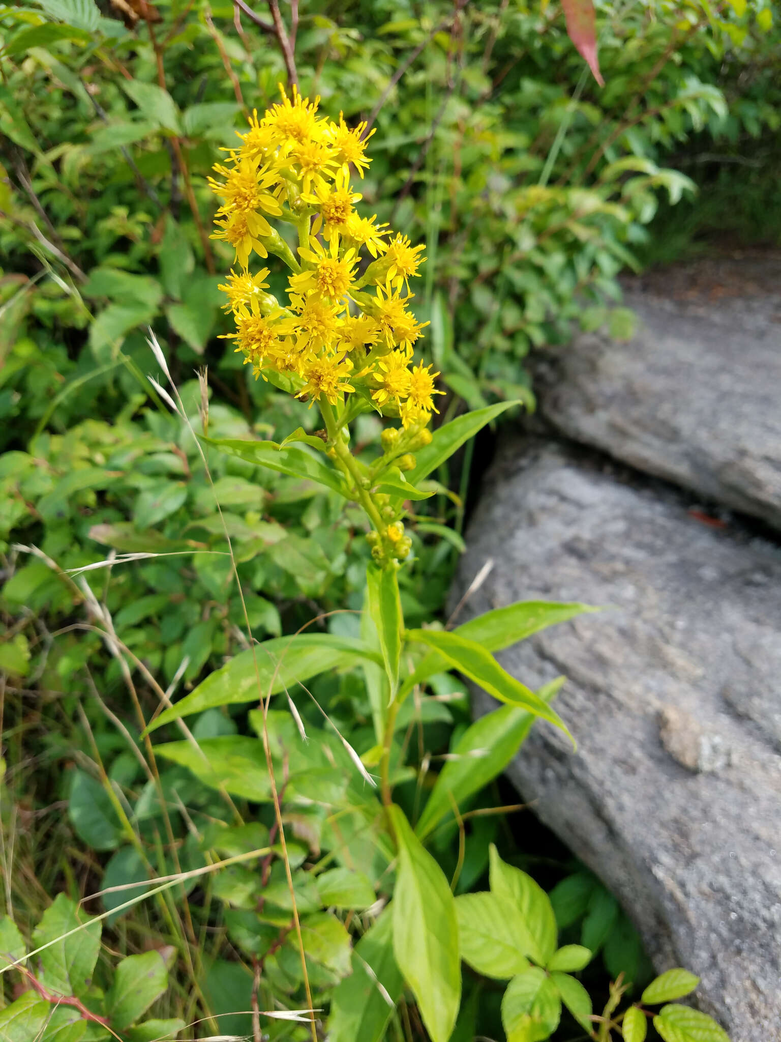 Solidago glomerata Michx. resmi