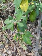 Image of Salvia lachnaioclada Briq.