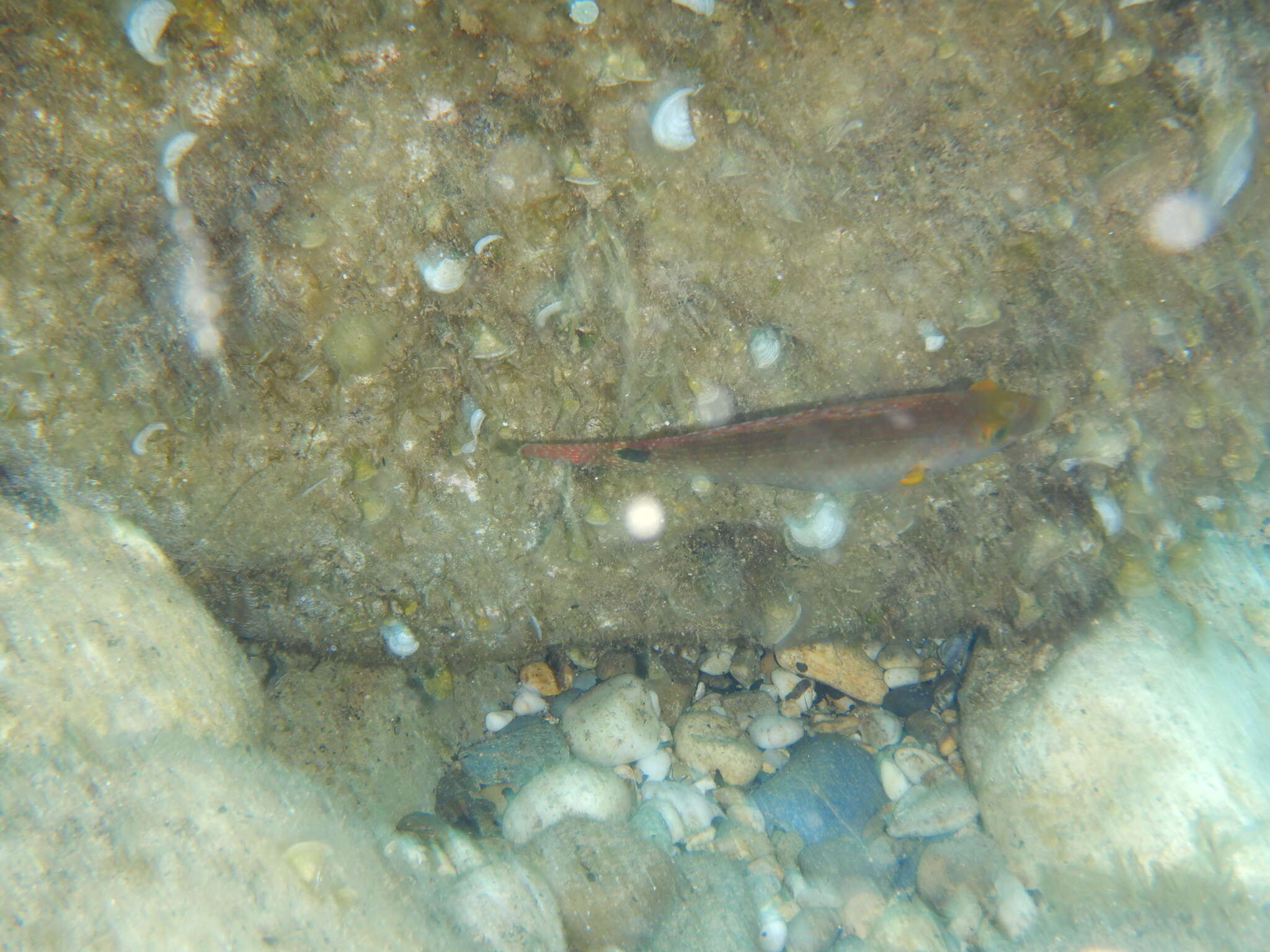 Image of Axillary Wrasse