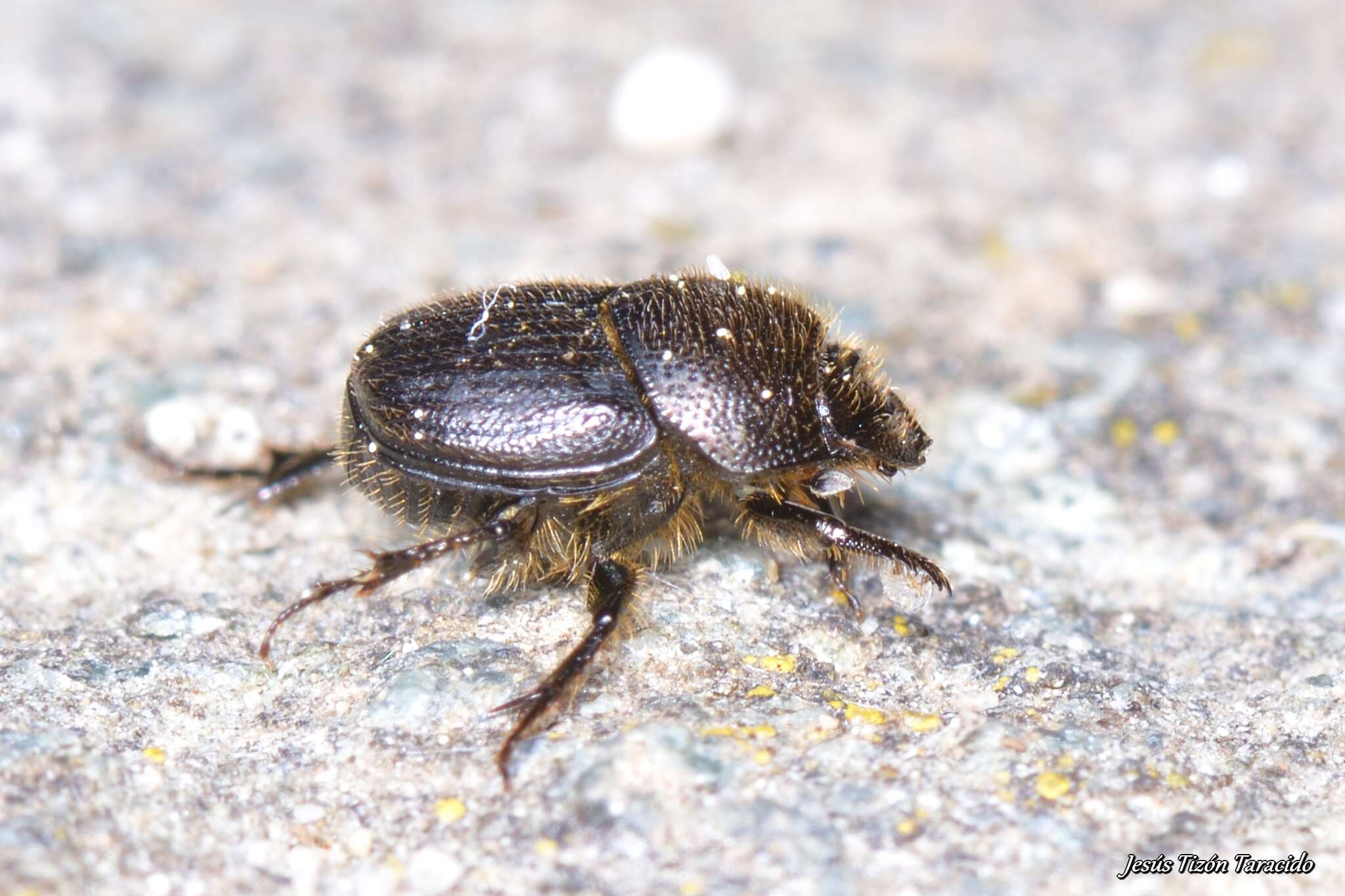 Слика од Onthophagus (Palaeonthophagus) joannae Goljan 1953