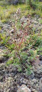 Image of Artemisia arctica