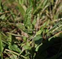 Image of Red Hills vervain