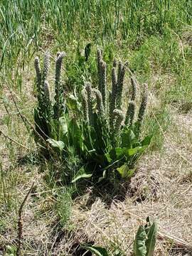 Image of Veronica plantaginea E. James