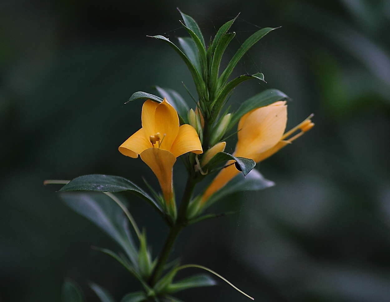 Image of porcupine flower